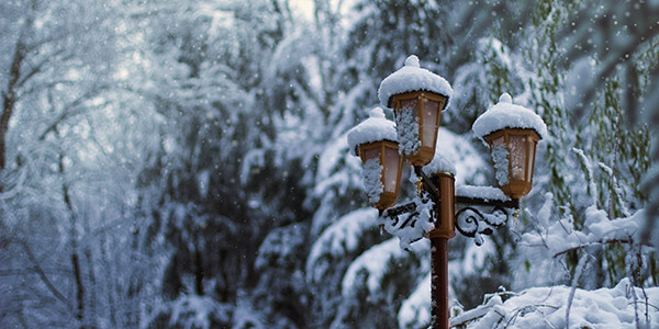 Lamp behind several trees covered in snow during winter BX520 PTZ Camera